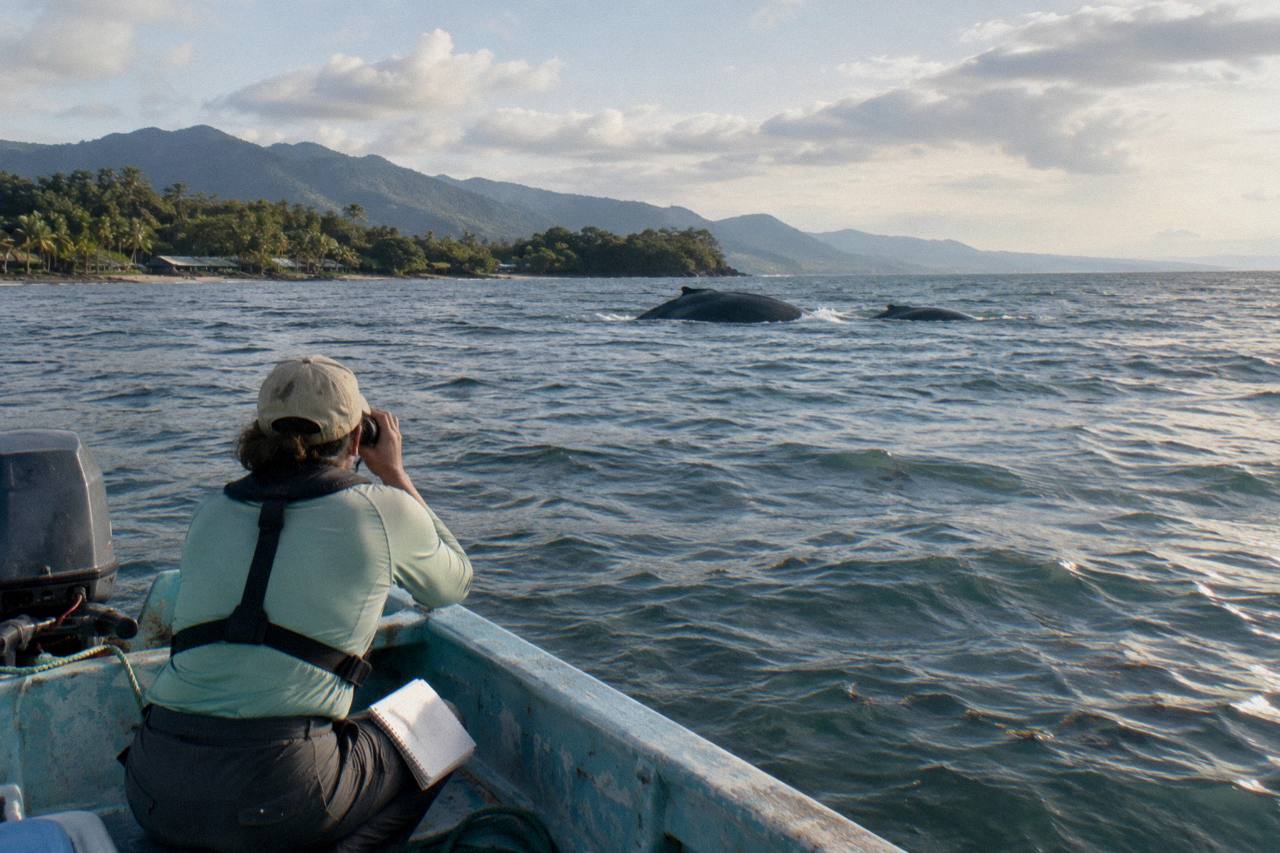 Uvita: Humpback Whales Wildlife Watching