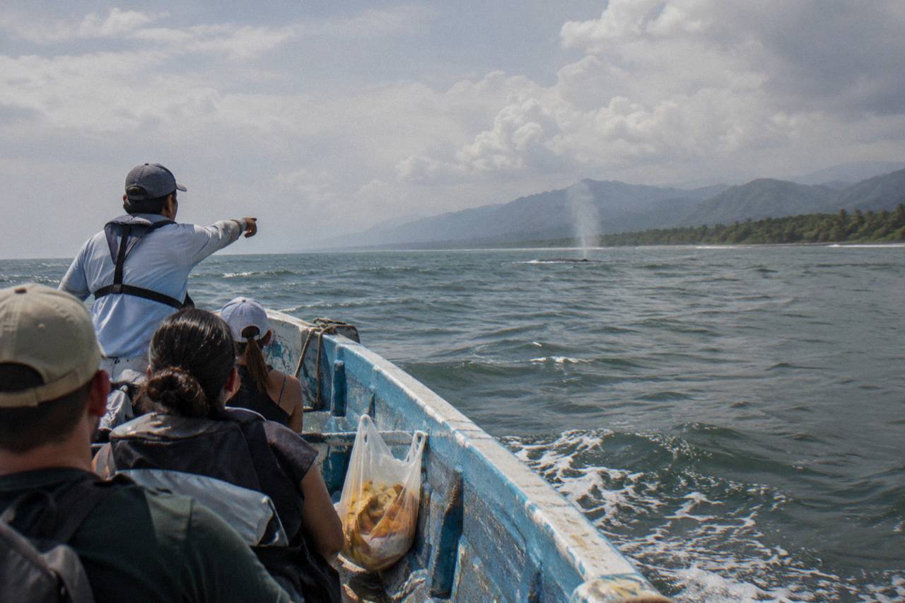 Uvita: Marino Ballena National Park Whale Watching Tour