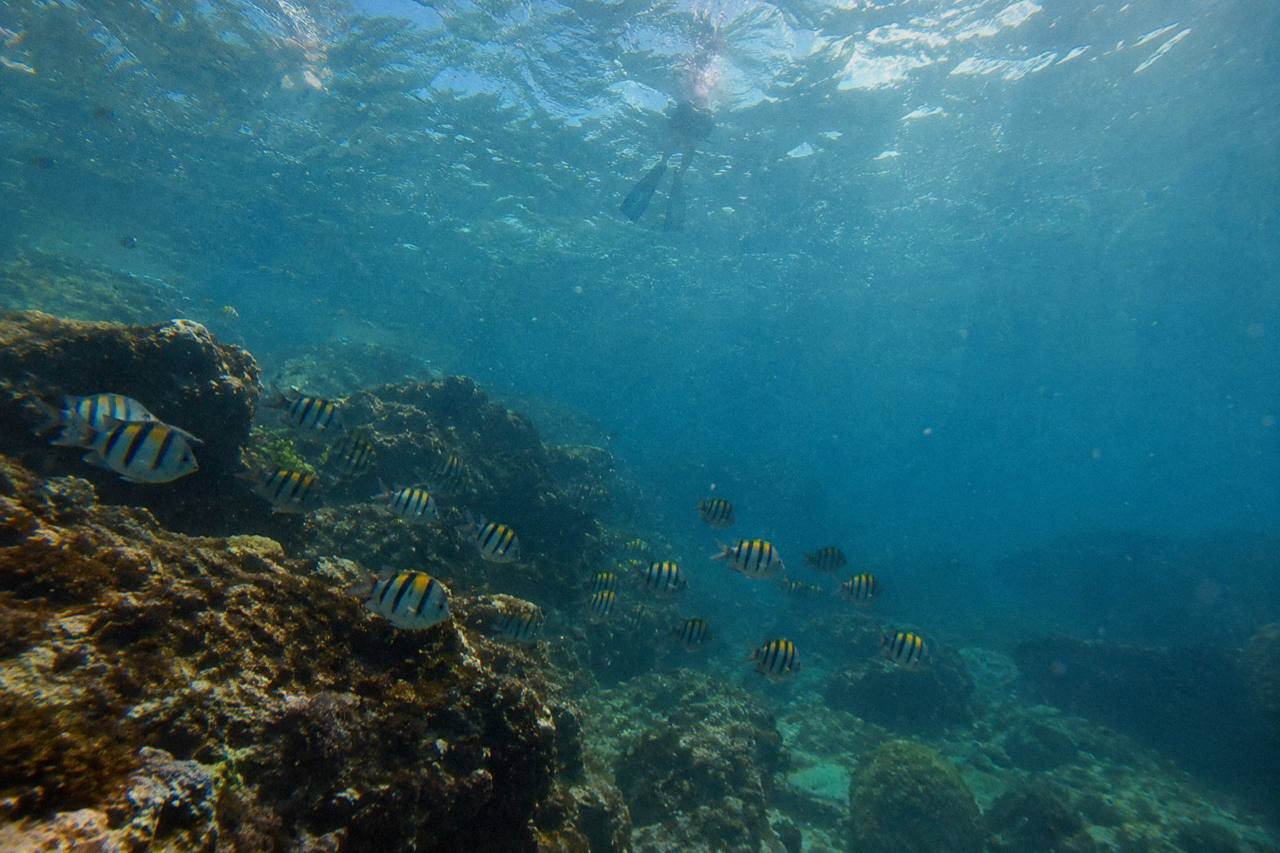 Uvita: Snorkeling in Caño Island