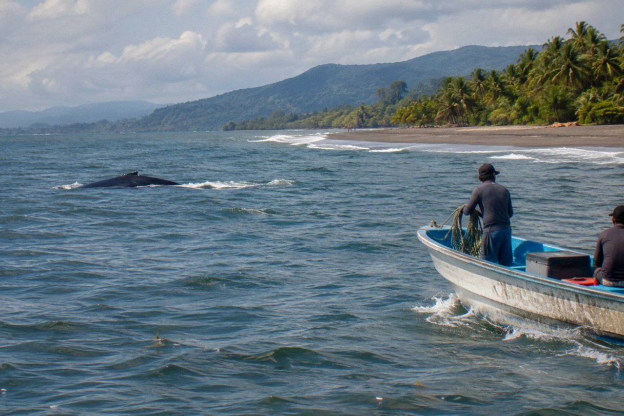 Uvita: Whale Watching Tour