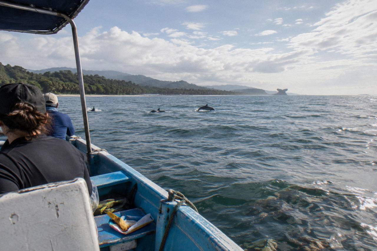 Bahia Ballena Whale and Dolphin Tour - Morning