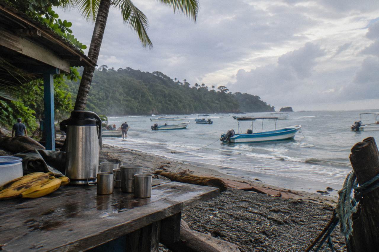 Combo Tour: Whales and Dolphins at Marino Ballena National Park