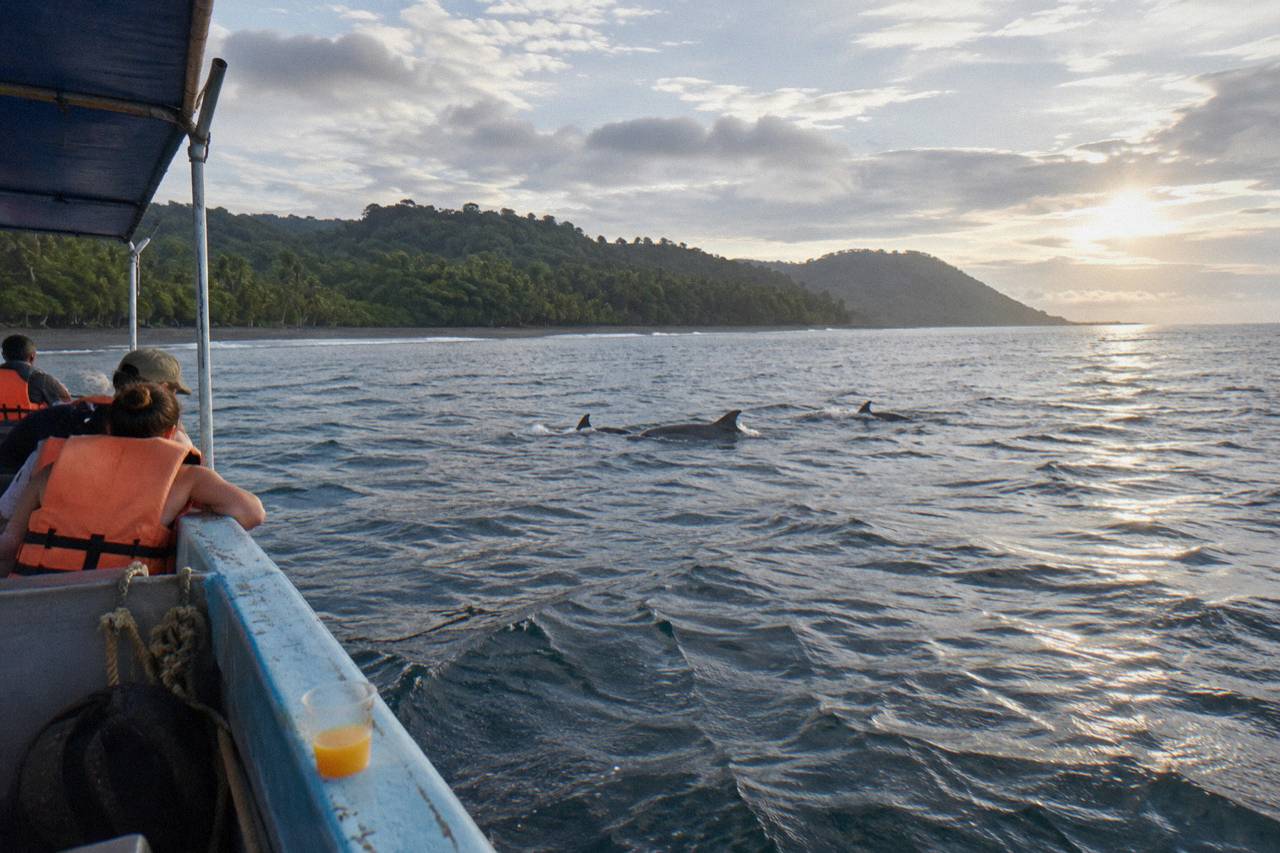 Whale and Dolphin Watching in the Whale Marine Park