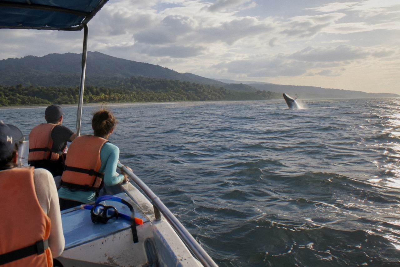 Whale Watching Tour