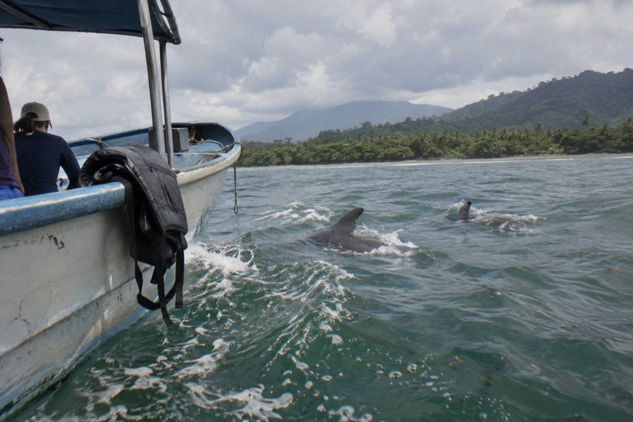 Whales and Dolphins watching Tour From Uvita