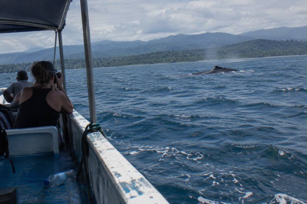 A small tour boat holding distance from a humpback whale surfacing offshore