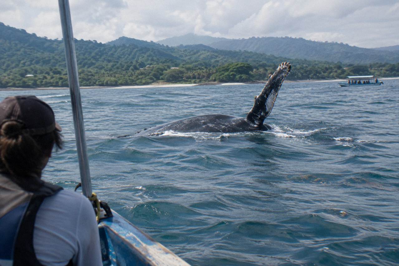 A humpback whale raising a flipper above calm Pacific water near forested hills