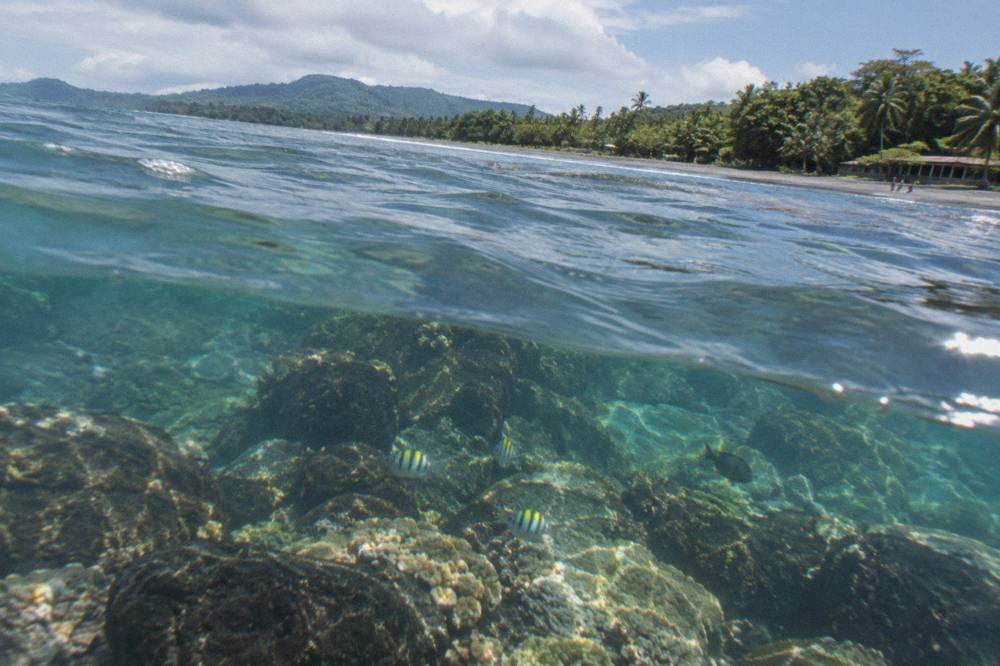 Clear shallow water over a coral reef with tropical fish near the surface