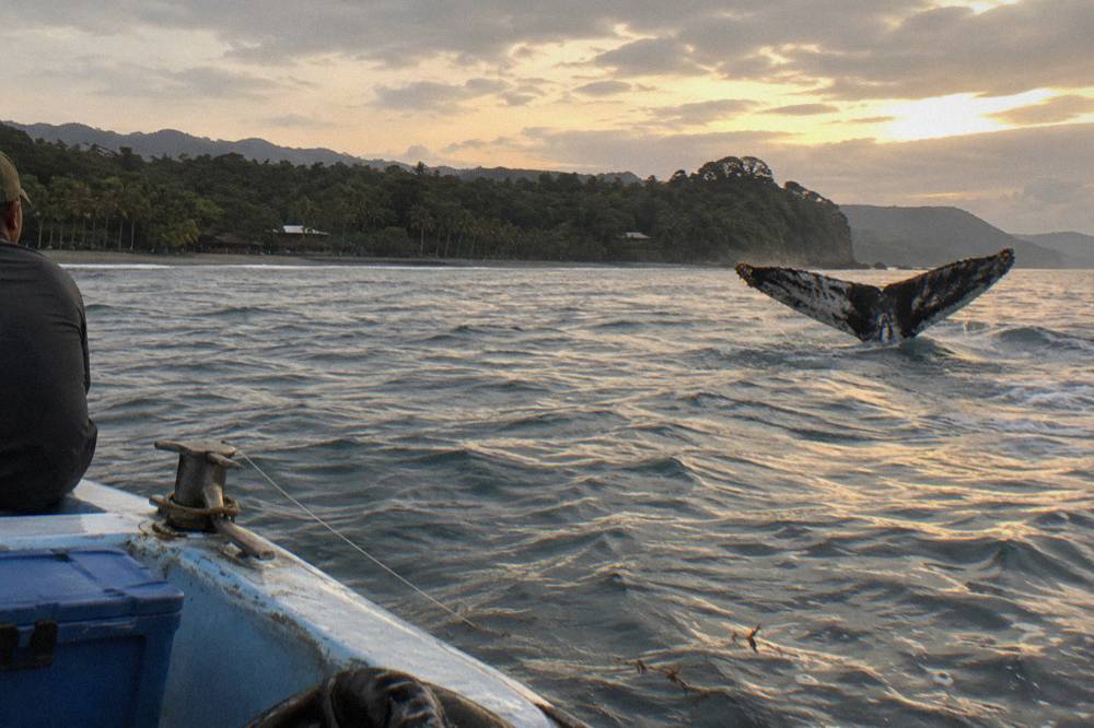 A humpback whale raising its tail fluke above calm ocean water near a forested coastline.