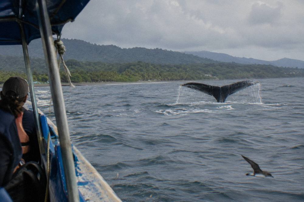 A humpback whale fluke rising above open ocean water near Uvita