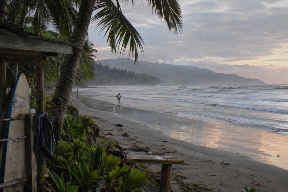 Long ocean waves rolling toward a palm-lined beach at dawn