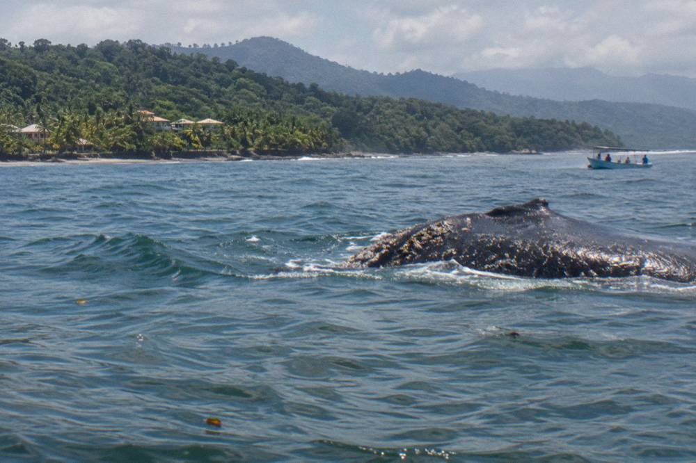 A humpback whale surfacing in calm blue water near a forested coastline