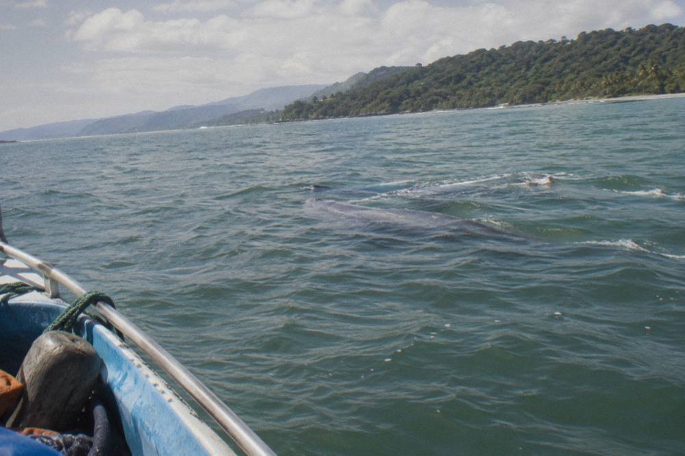 Humpback whale mother and calf swimming together near the surface in calm Pacific water