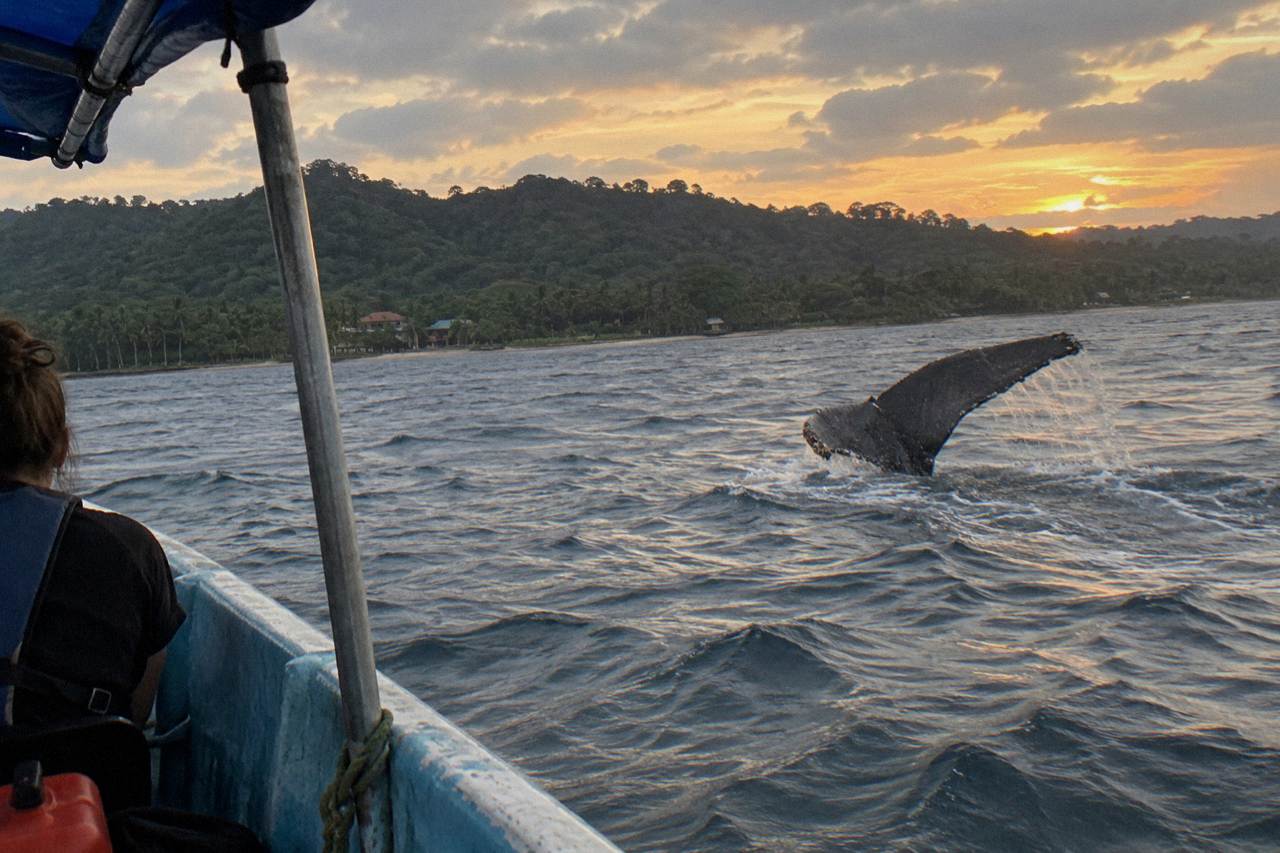 Humpback whale fluke rising above dark Pacific water near forested hills