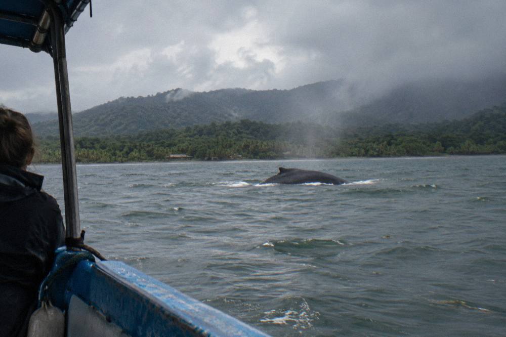 A humpback whale surfacing near a green coastline with mist on the hills