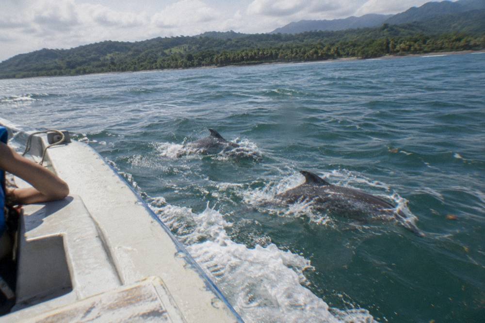 Dolphins swimming beside a boat bow in open blue water