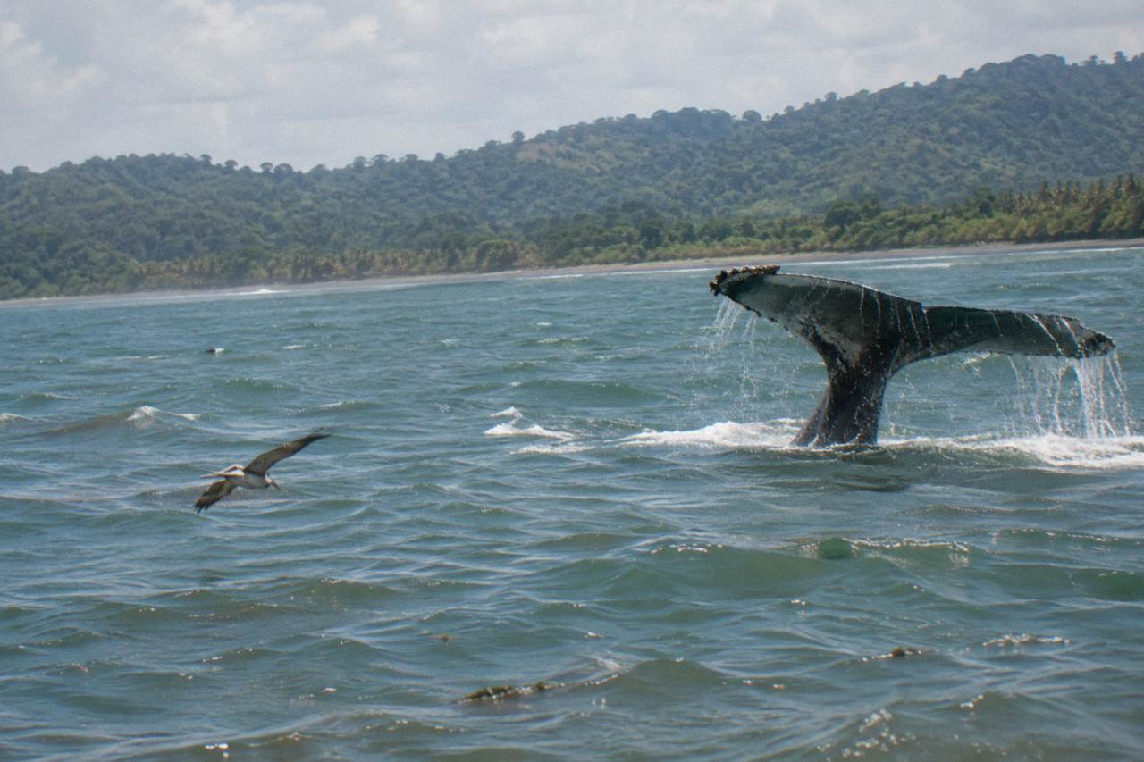 Humpback whale fluke rising above calm Pacific water near forested hills