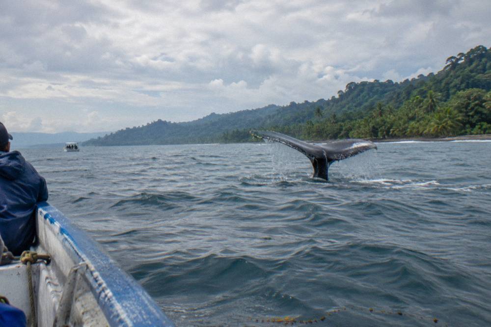 Humpback whale fluke rising above calm gray-blue Pacific water near a forested coastline