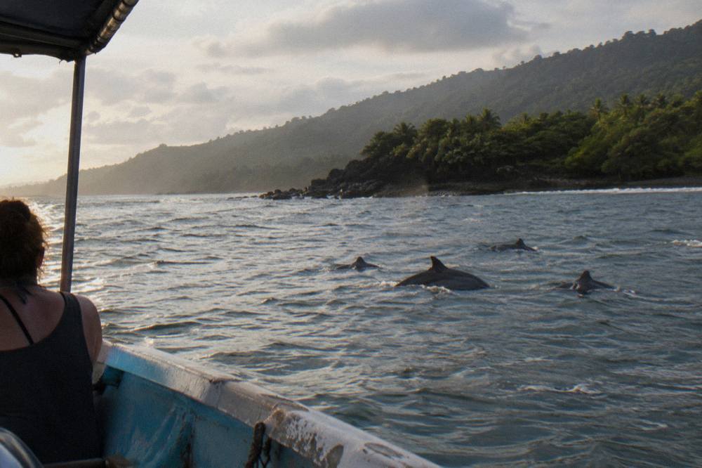 A pod of dolphins surfacing in glassy water near a rocky island coastline