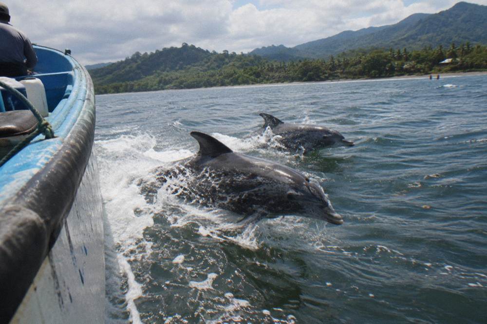 Dolphins riding the bow wave at the front of a moving boat