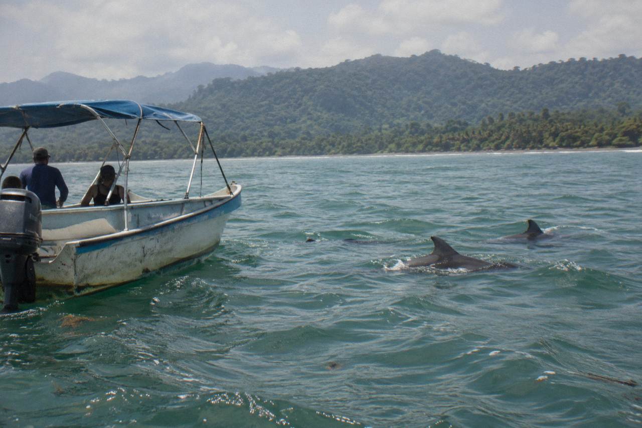 Dolphins swimming alongside a small boat in calm Pacific water near forested hills