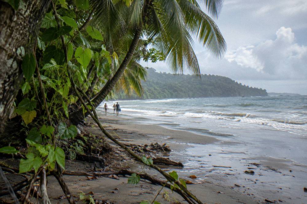 Palm trees leaning over wet sand at the edge of a quiet bay
