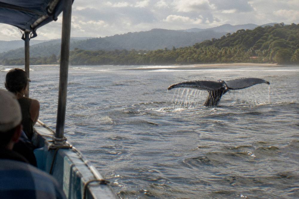 A whale fluke rising above calm ocean water