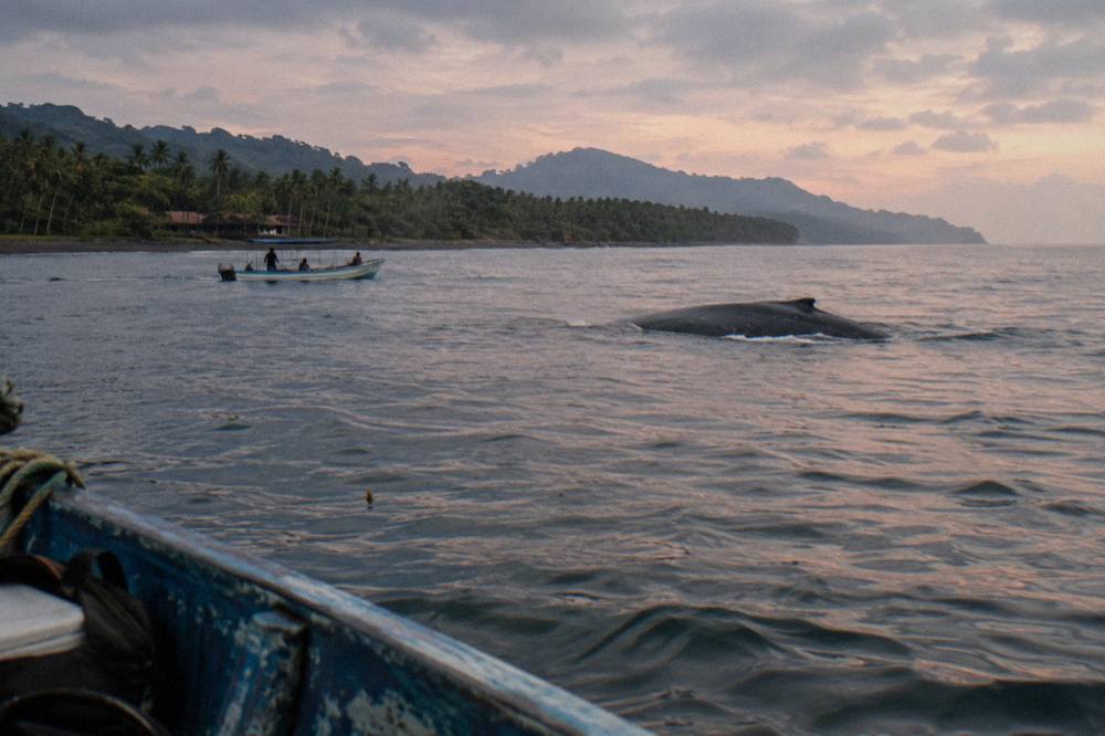 A humpback whale surfacing in a calm bay with a small boat holding distance nearby