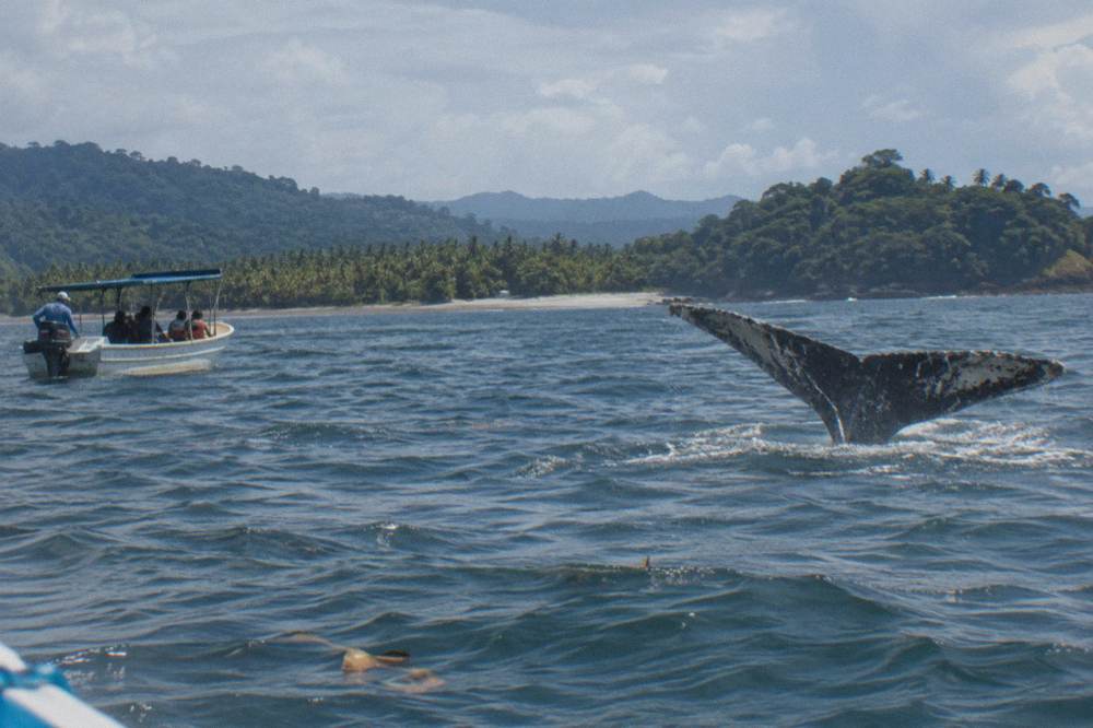 A whale fluke rising above the water with a forested coastline behind