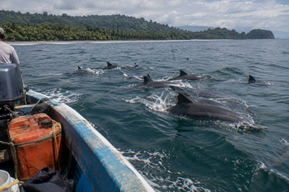 Dolphins swimming alongside the bow of a small tour boat on open water
