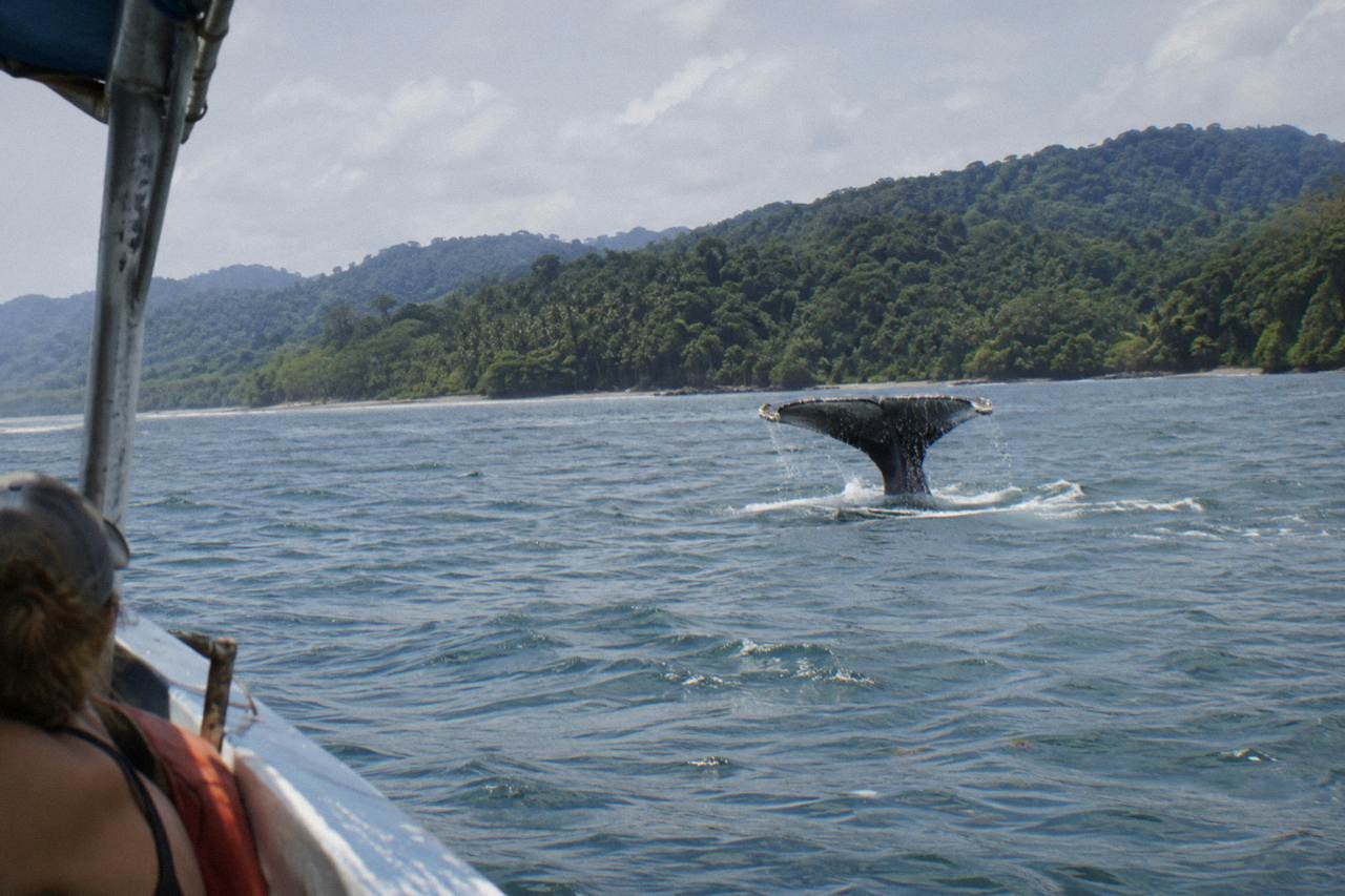 A humpback whale raising its fluke above calm Pacific water near forested hills