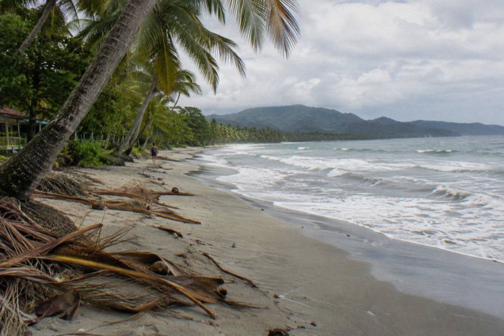 Palm trees leaning over an empty curving beach with small waves