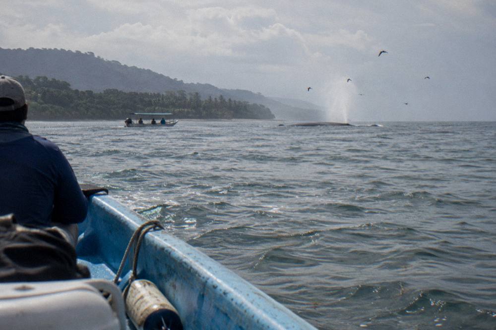 Boat keeping distance from a whale spout in open tropical water