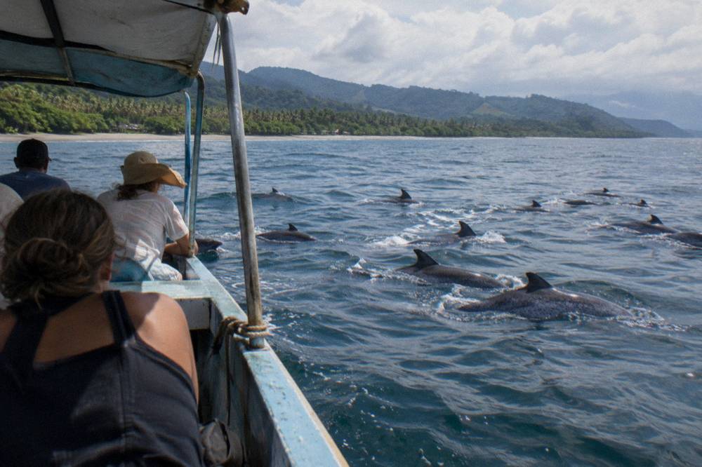 Dolphins swimming alongside a boat in calm blue ocean water
