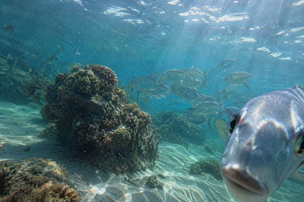 Underwater view of sunbeams crossing clear water above coral and schooling fish