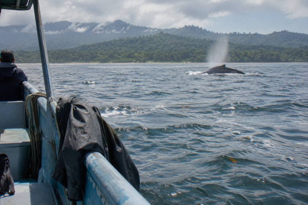 A whale watching boat idling at a distance from a humpback whale surfacing offshore