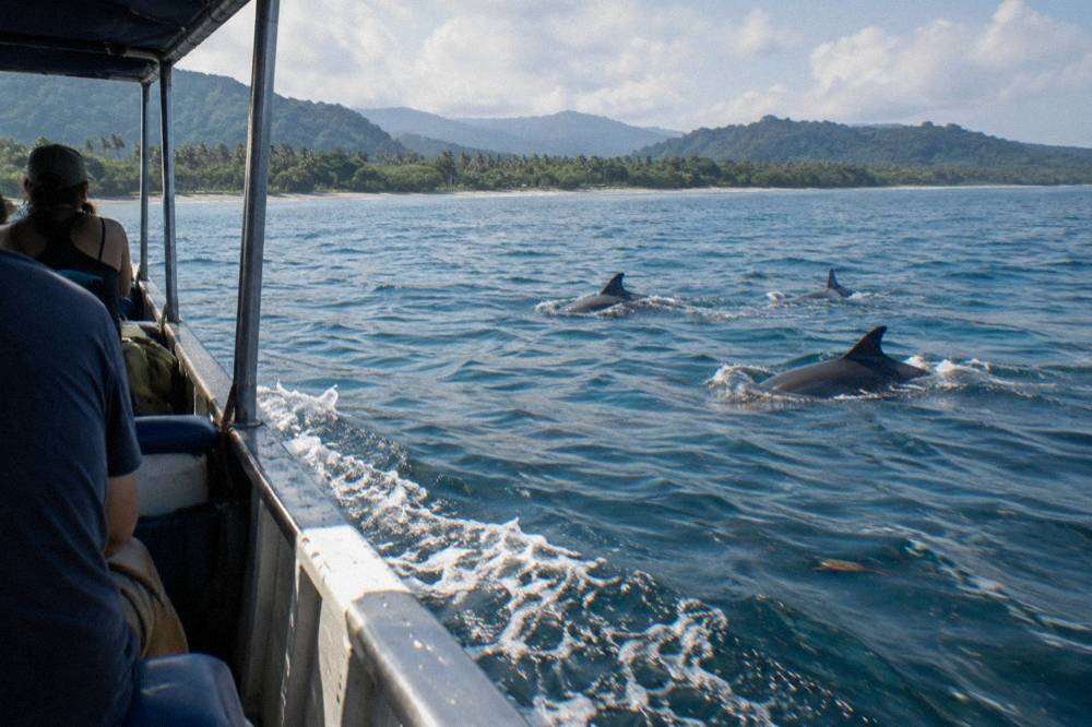 Dolphins swimming alongside a slow moving whale watching boat in blue ocean water