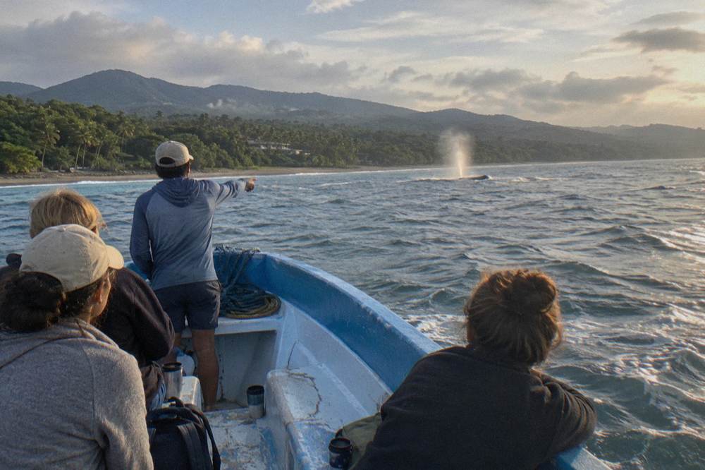 A guide pointing toward a whale spout while passengers watch from a boat railing
