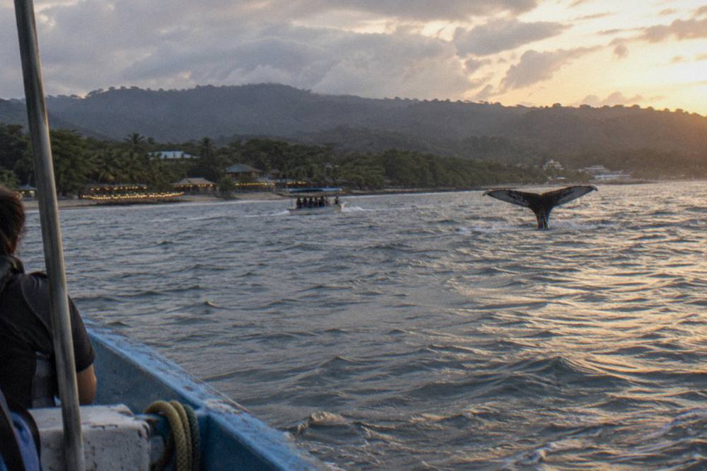 A whale tail fluke rising above the ocean surface as a tour boat watches from a distance
