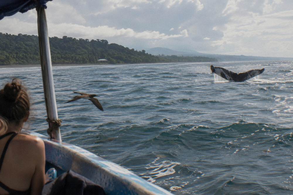 A humpback whale raising its tail fluke above open ocean water near a distant boat