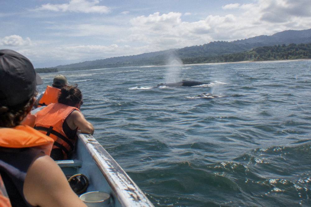 Passengers in life jackets on a small boat watching a humpback whale surface nearby