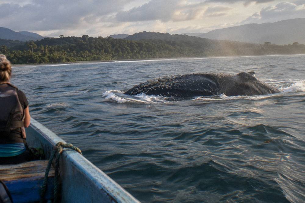 A humpback whale surfacing near a small tour boat in open water