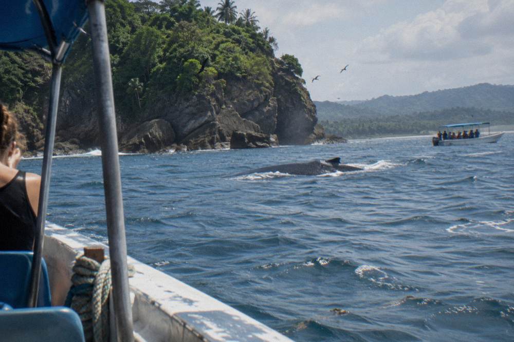 A humpback whale surfacing near a cluster of rocky islands off the Costa Rica Pacific coast