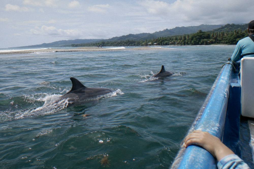 Dolphins swimming alongside a boat near the whale tail sandbar in Marino Ballena National Park