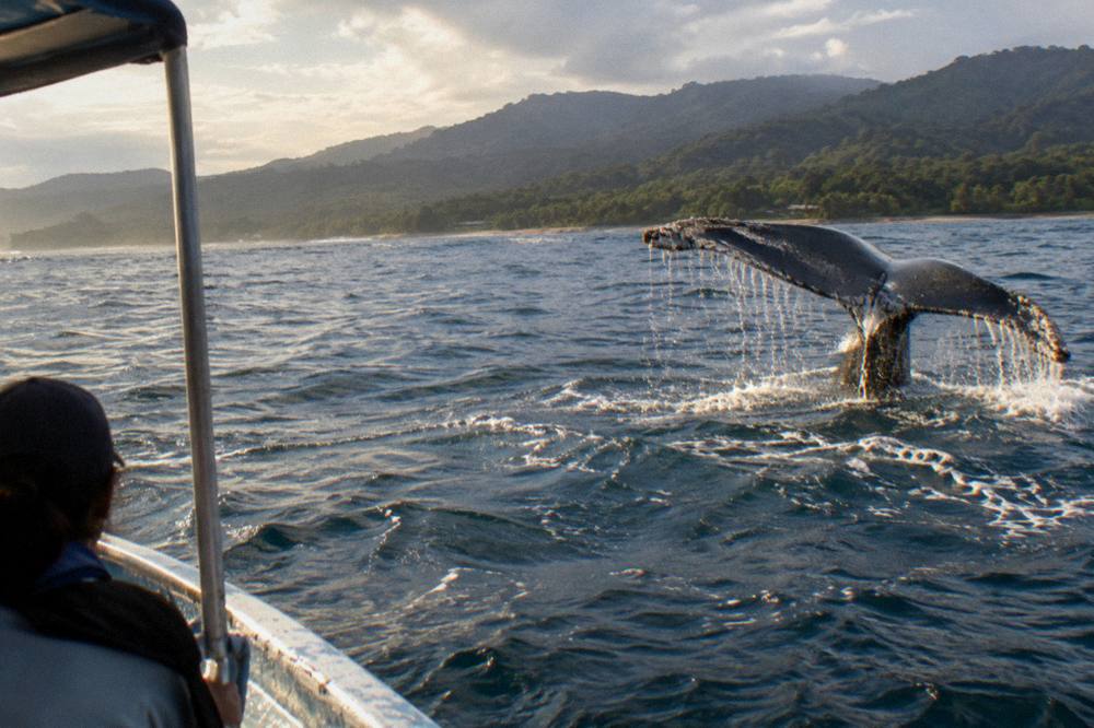 Humpback whale fluke rising above dark blue Pacific water near Uvita