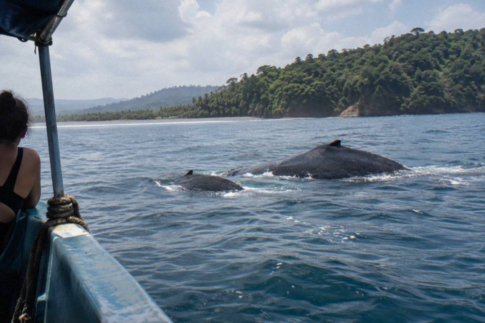A mother humpback whale and calf swimming close together near the surface