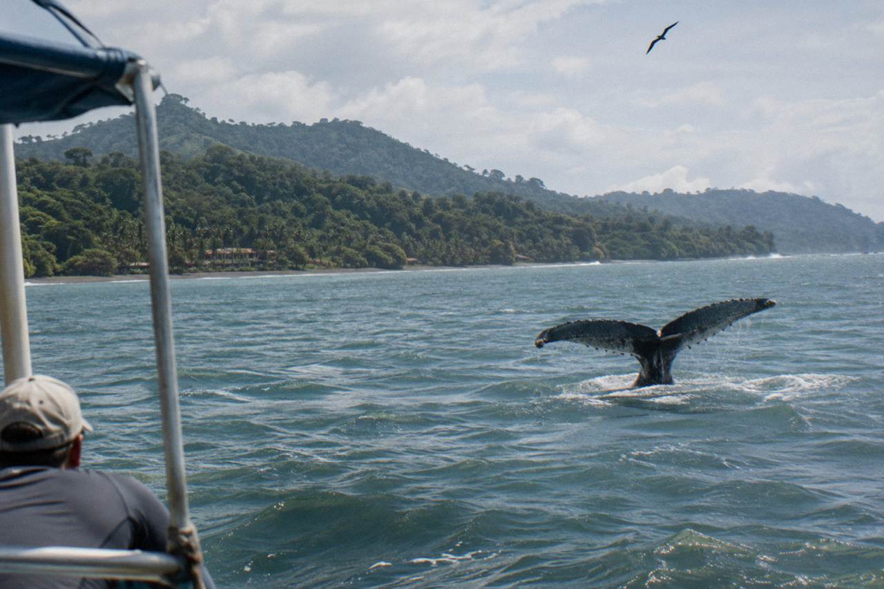 A humpback whale tail rising above calm Pacific water near forested hills